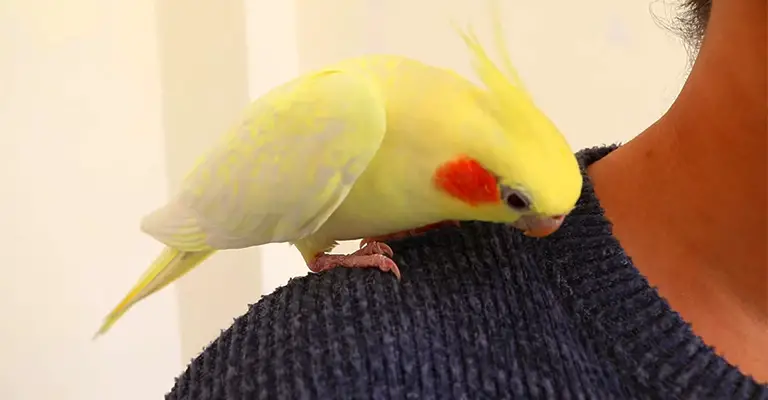 Why Do Cockatiels Have Red Cheeks