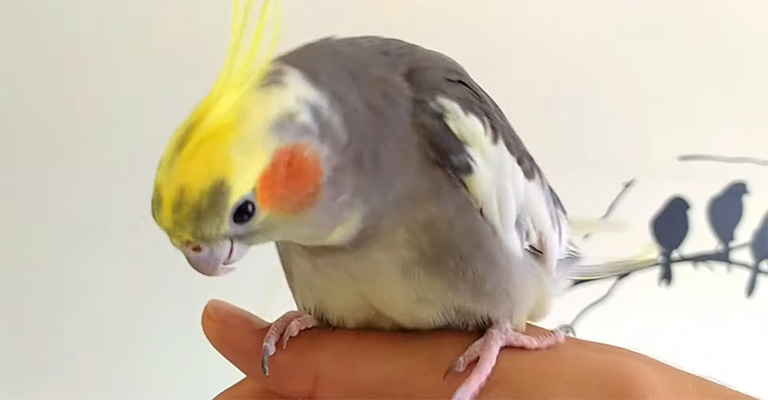 Why Do Cockatiels Tap Their Beaks