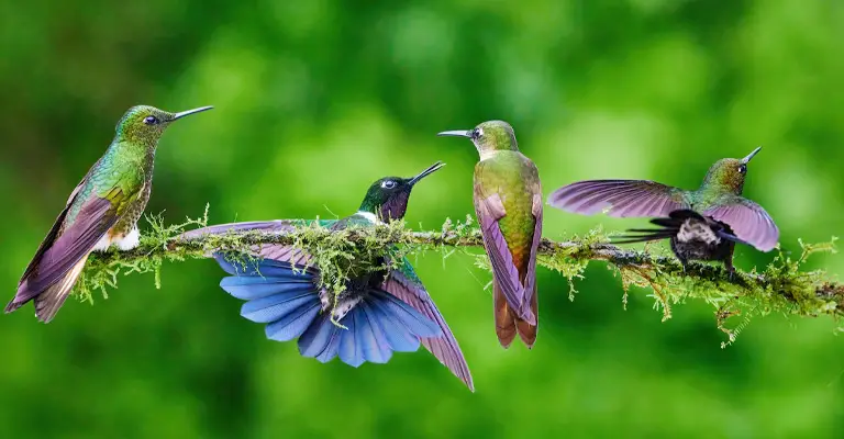 Why Do Hummingbirds Attack Each Other