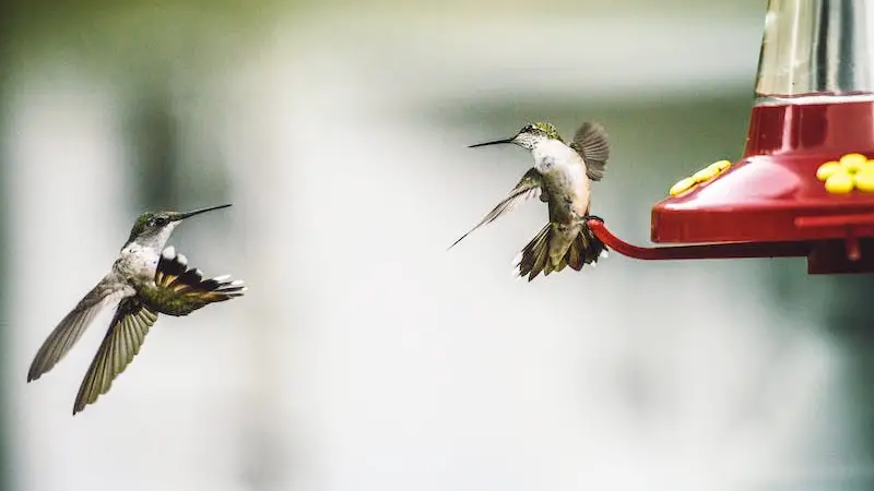 Why Do Hummingbirds Chase Each Other