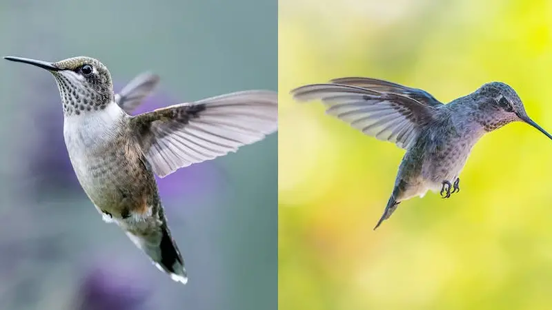 Why Do Hummingbirds Fly Straight Up and Then Dive Down