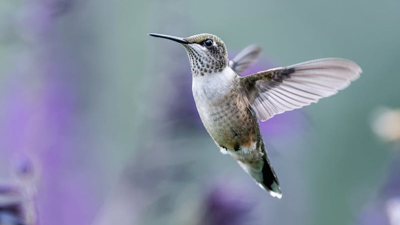 Why Do Hummingbirds Fly Up to Your Face