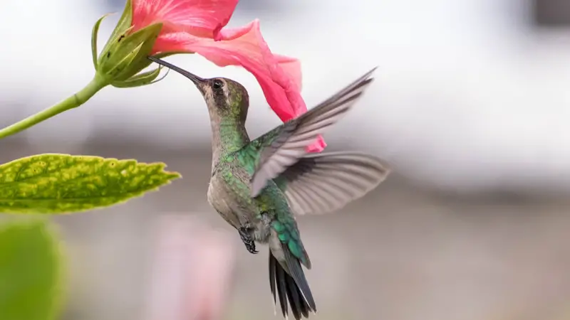 Why Do Hummingbirds Hum 