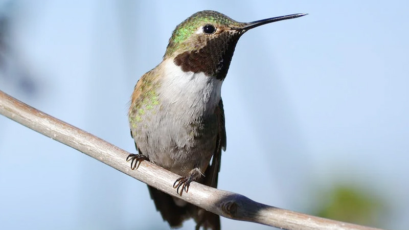 Why Do Hummingbirds Stare at You