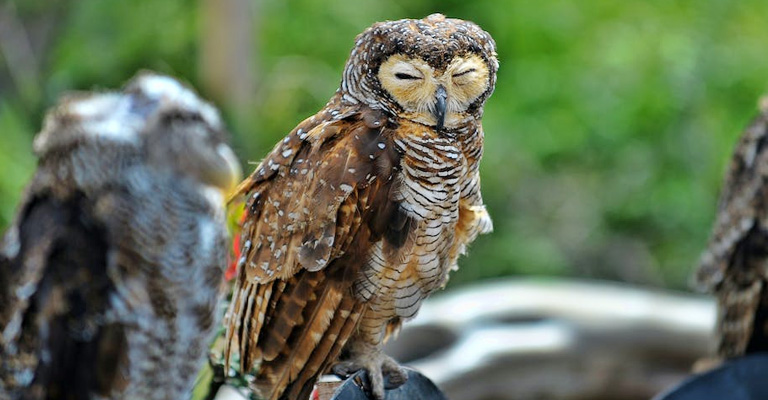 Why Do Owls Sleep Face Down
