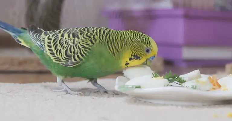 Why Does Molting Affect a Budgie’s Diet