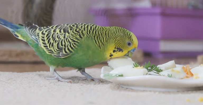 Why Does Molting Affect a Budgie’s Diet