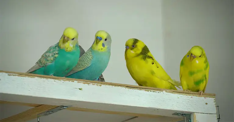 Understanding Why Does My Parakeet Hate Me