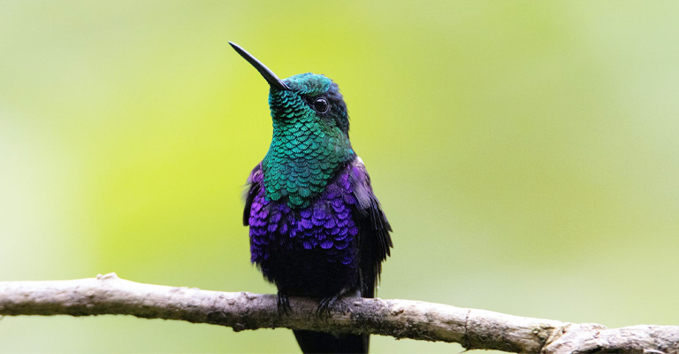 Why Does a Hummingbird Symbolize