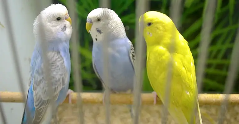 Why Does the Gender of Your Parakeet Matter