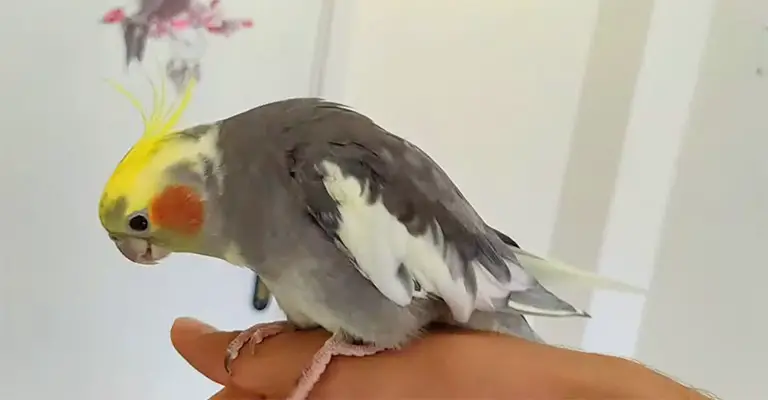 Why Is My Baby Cockatiel Hissing At Me