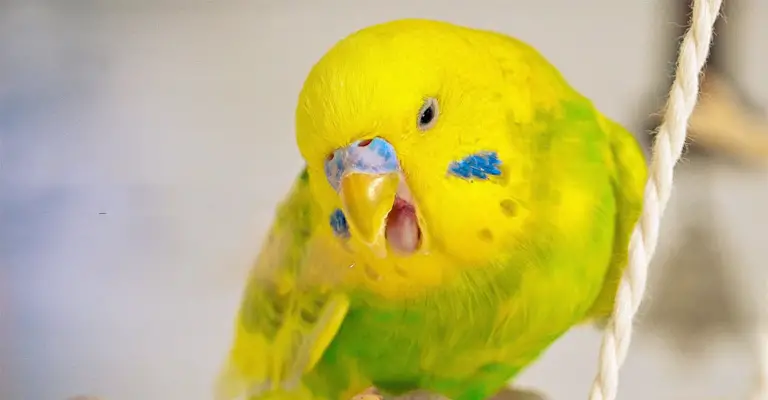 My Budgie Making Whimpering Noises