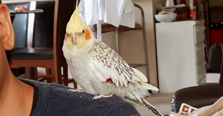 Cockatiel Bleeding Under Wing