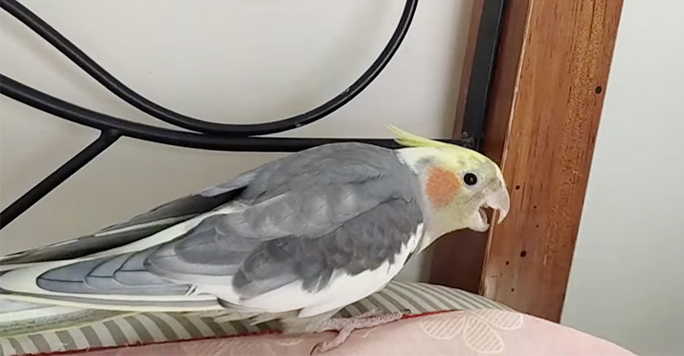 Why Is My Cockatiel Hissing at Me