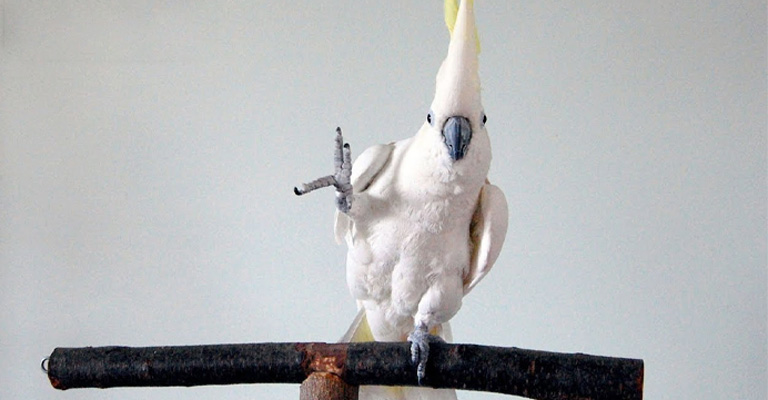 Why Is My Cockatoo Dancing