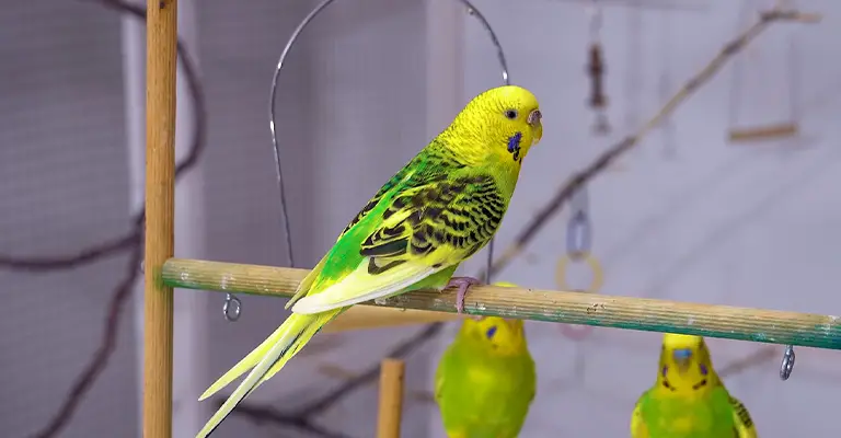 Why Is My Parakeet Squawking?