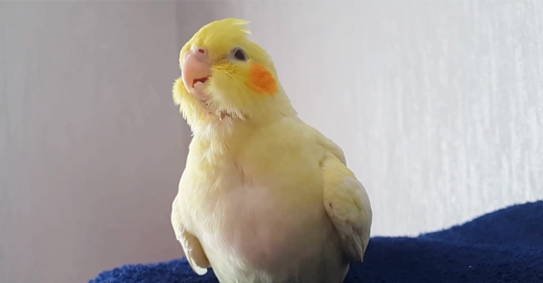 My Cockatiel Coughing