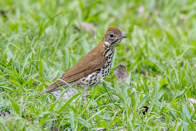 Wood_thrush__42