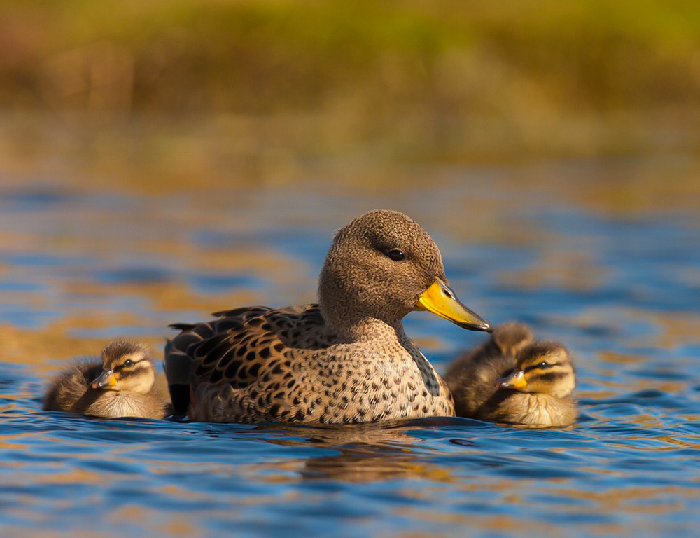 Yellow-Billed Teal