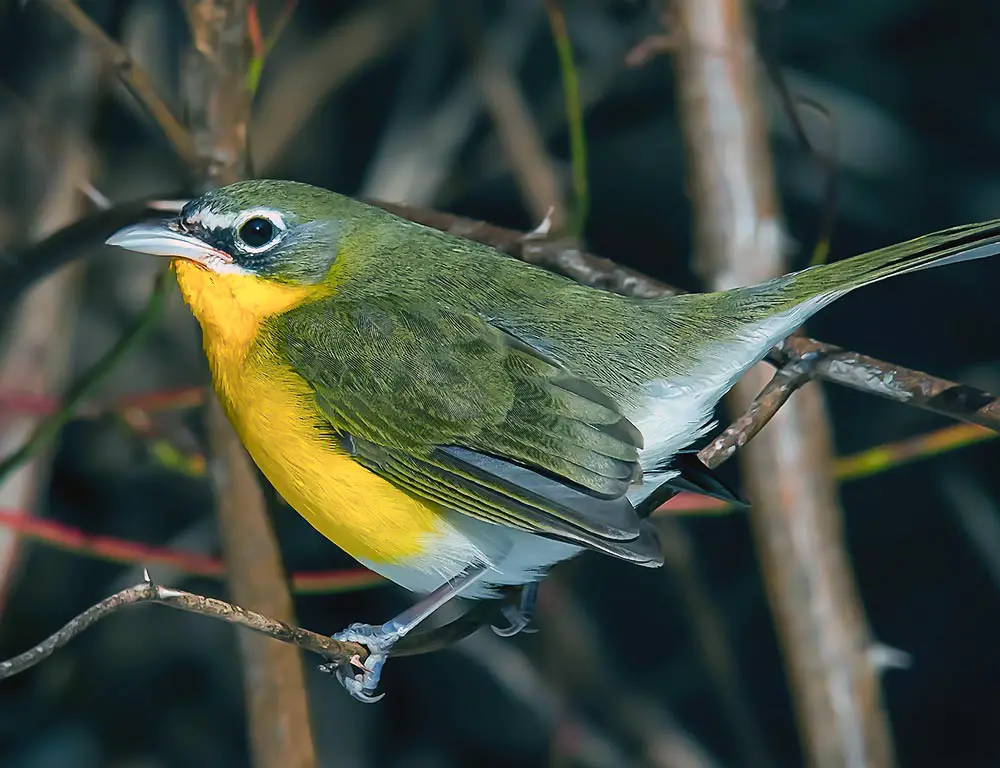 Yellow-Breasted Chat