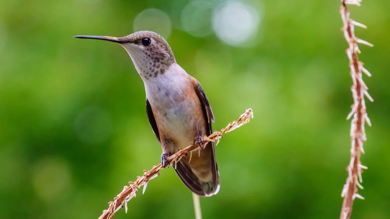 Yellow Hummingbird