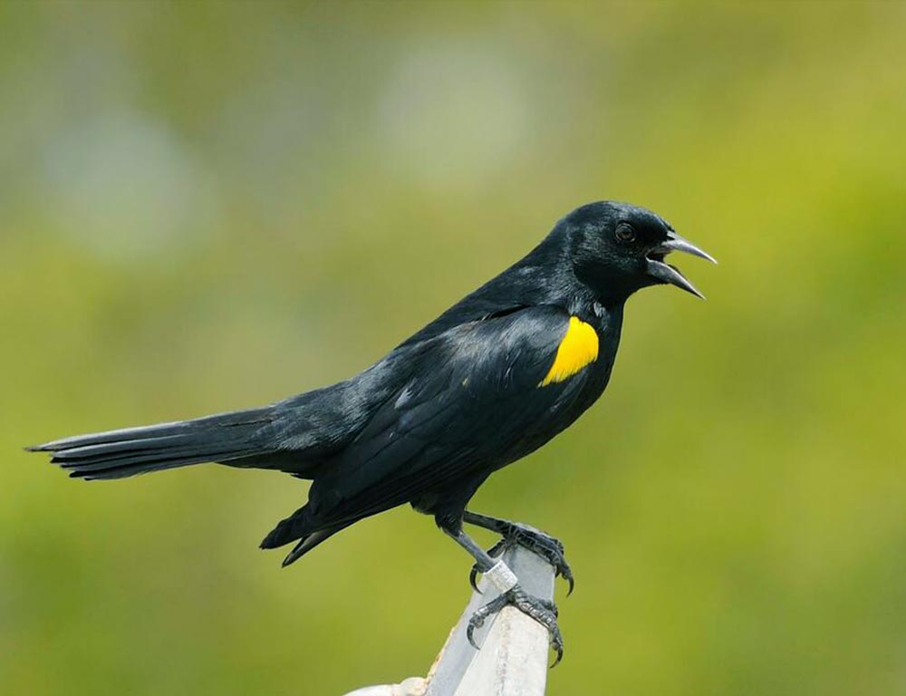 Yellow-Shouldered Blackbird