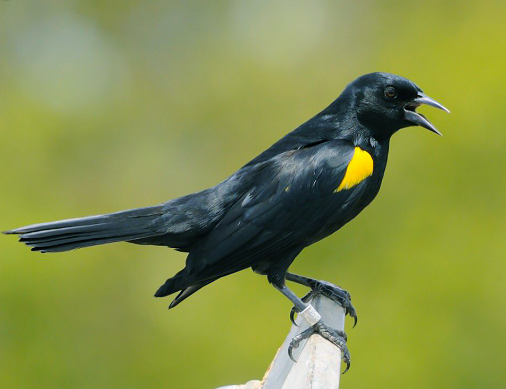 Yellow-Winged Blackbird