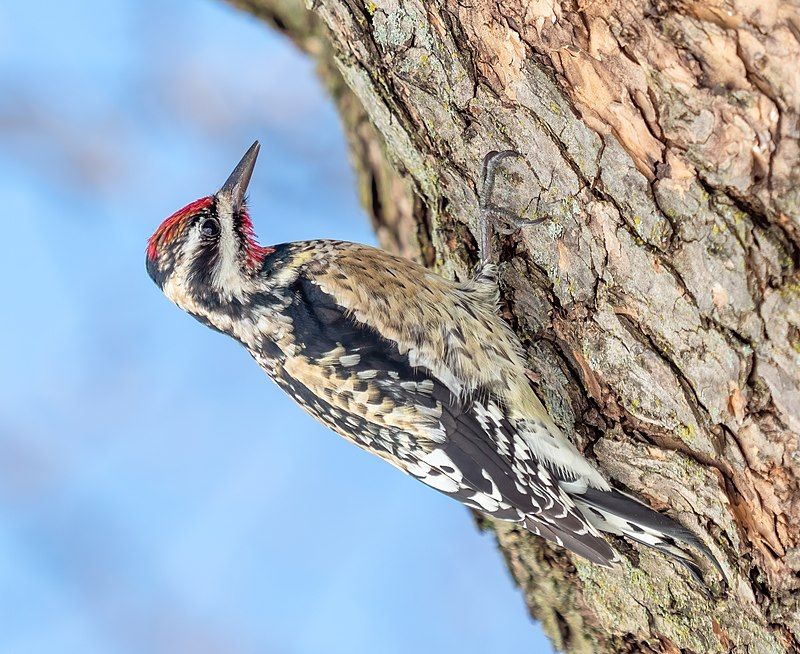 Yellow-bellied_sapsucker__36