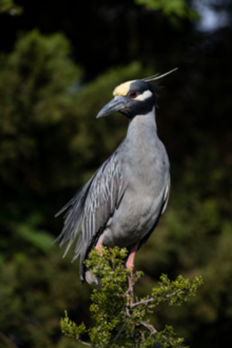 Yellow-crowned_night_heron__38