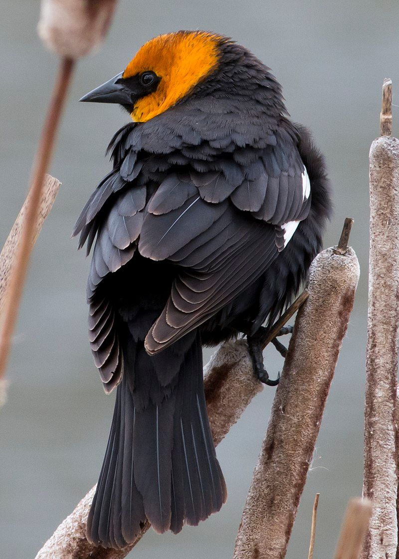 Yellow-headed_blackbird__24