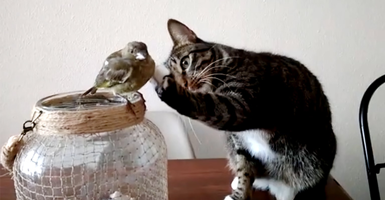 How To Introduce A Bird To A Cat