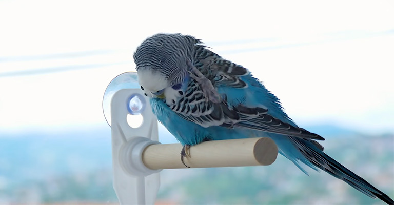 Parakeet Temperature Too Cold