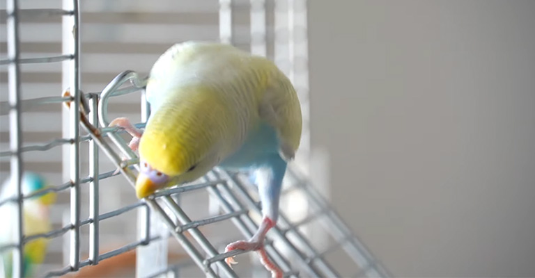 My Parakeet Biting the Cage