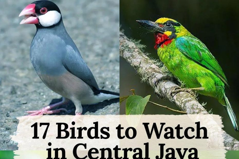 birds in Central Java