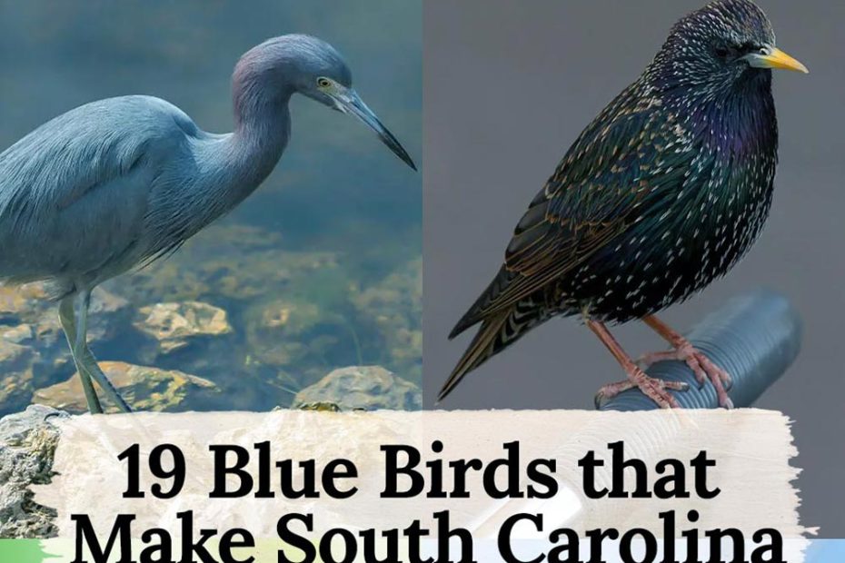 blue birds in south carolina