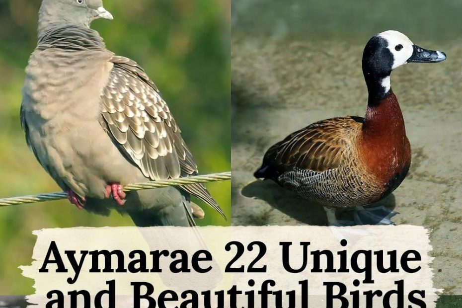 22 birds in Aymaraes