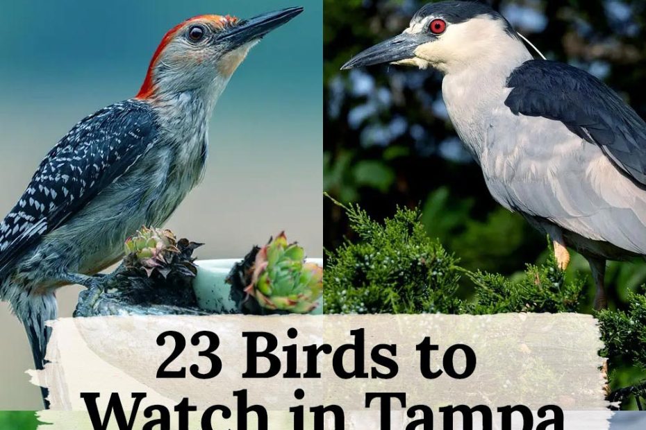 23 birds in Tampa