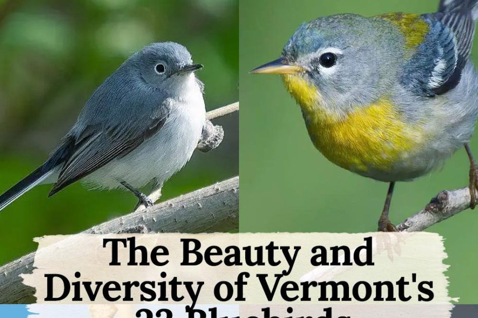 23 blue birds in vermont