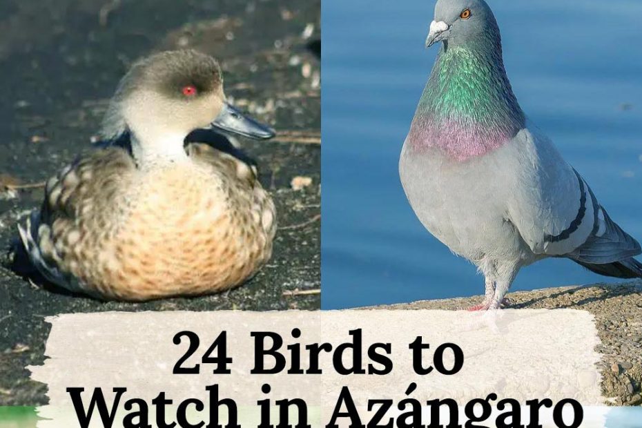 24 birds in Azángaro