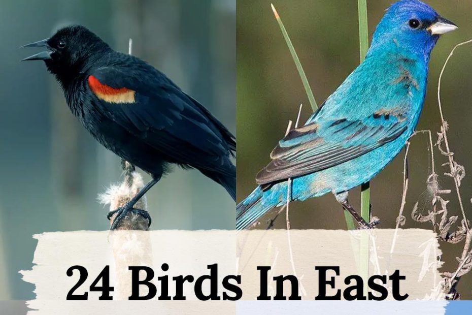 24 birds in East