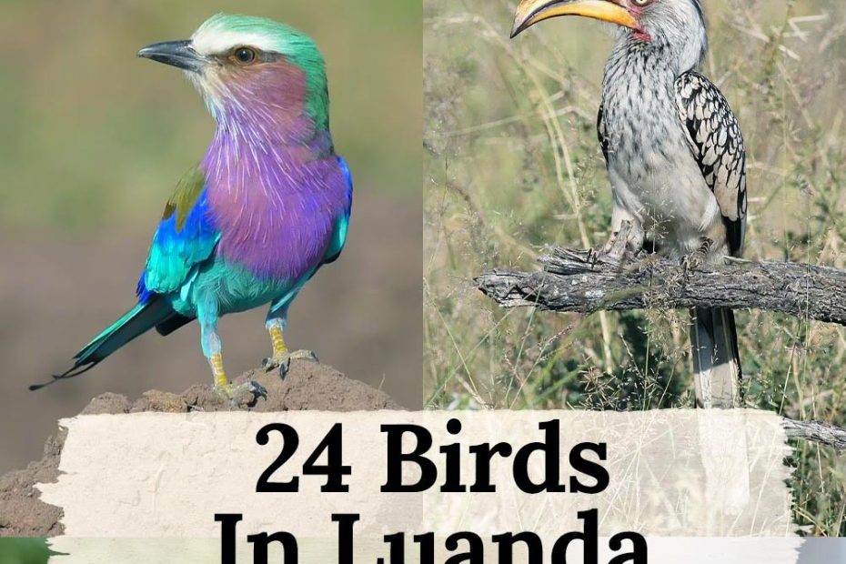 24 birds in Luanda