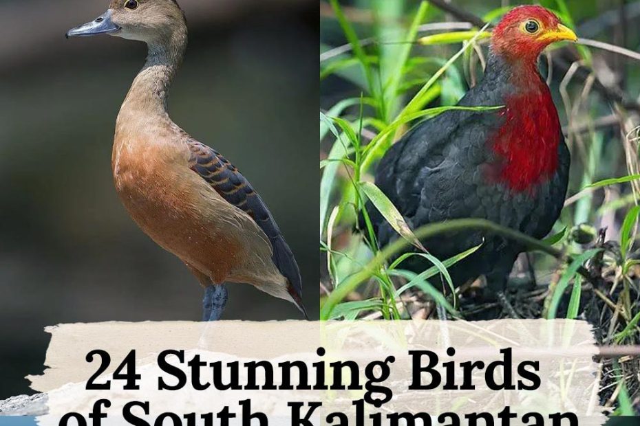 24 birds in South Kalimantan