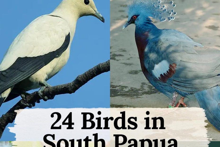 birds in South Papua