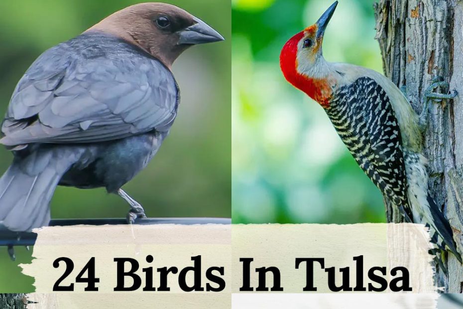 birds in Tulsa