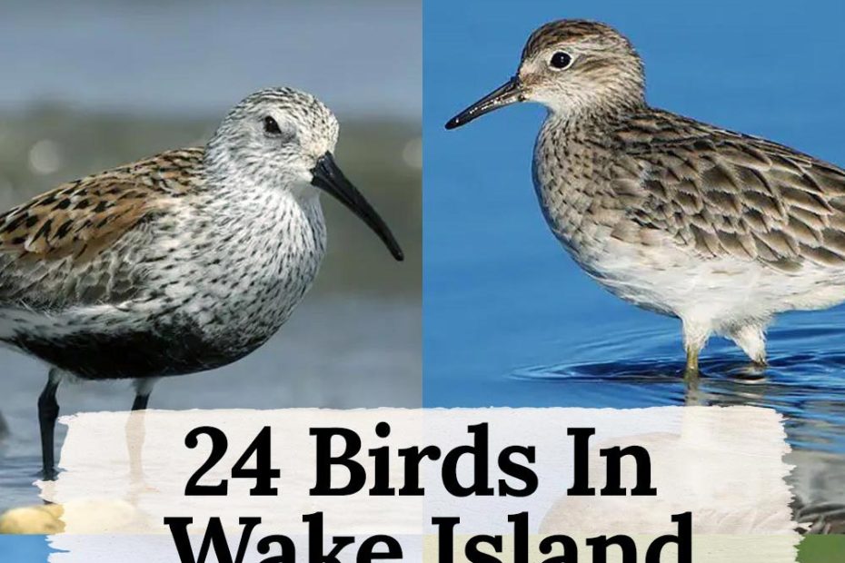 birds in Wake Island