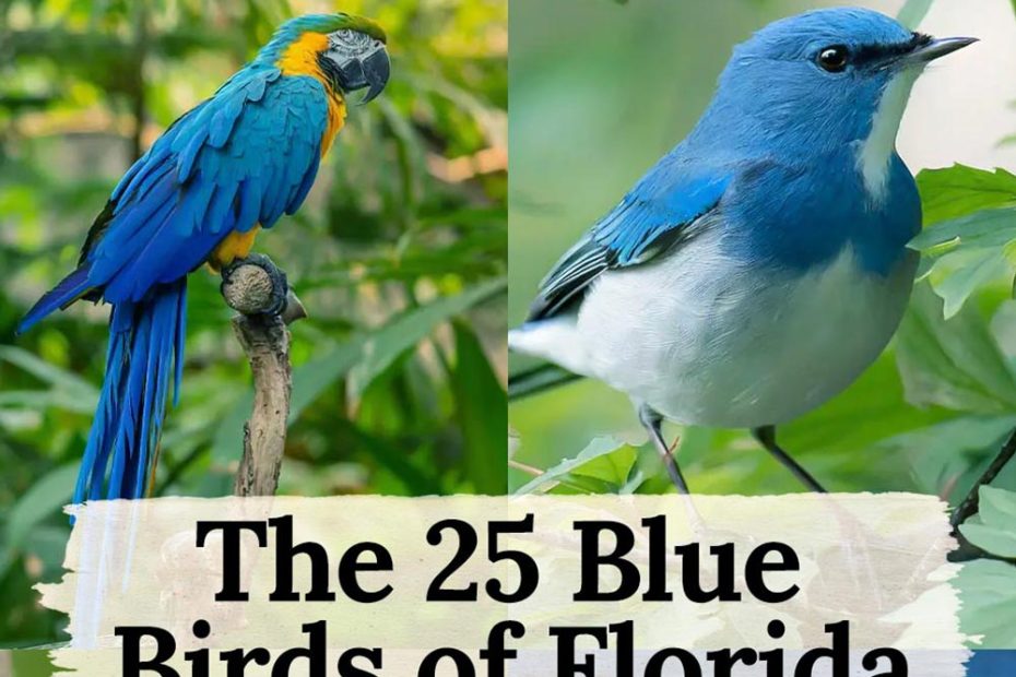 Blue Birds in Florida