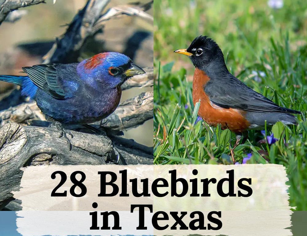 The Beauty of the 28 Bluebirds: How They Brightened Up Texas and
