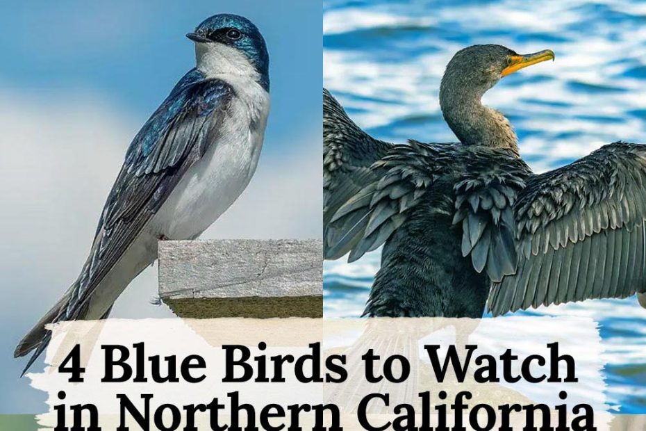 blue birds in northern california