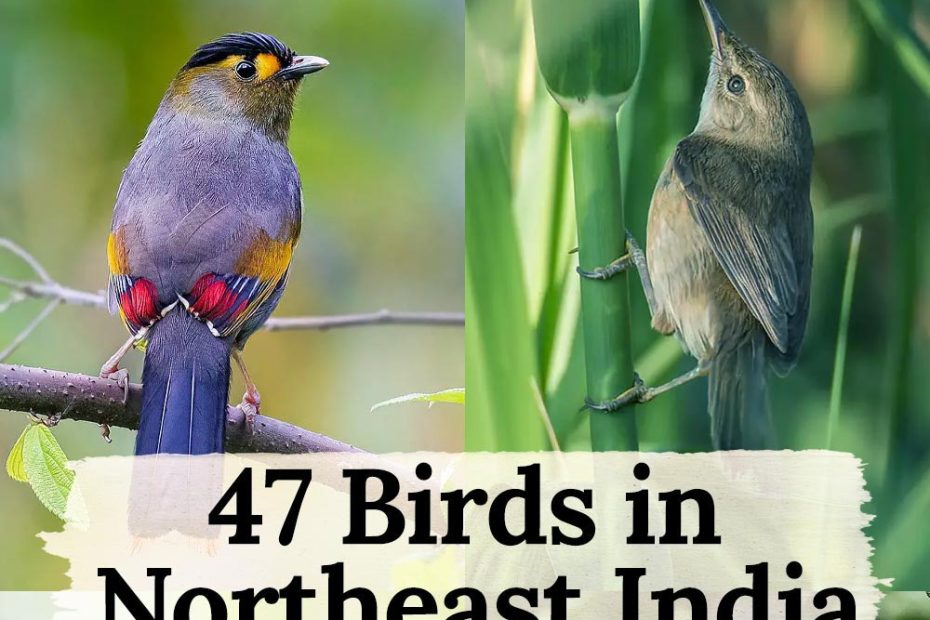 74 birds in Northeast India