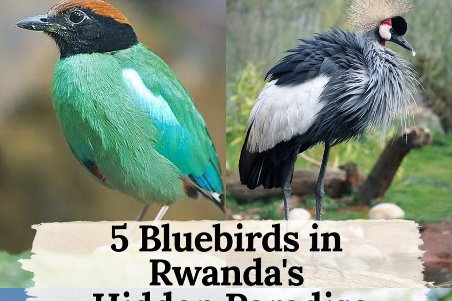 5 Rwanda Birds